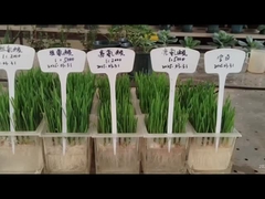 Λευκίνη και ιστιδίνη στις ρίζες