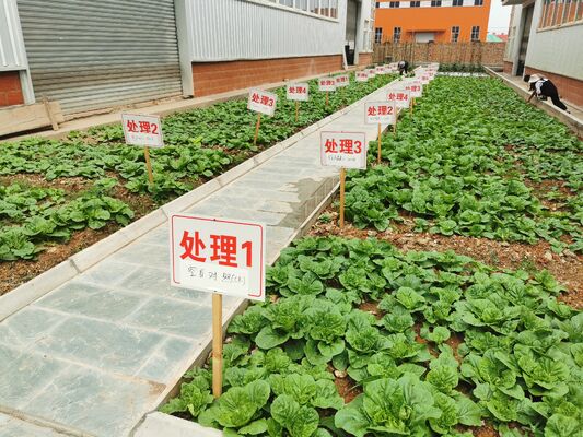 Organic Amino Acid Fertilizer with 30% Amino Acid Content Enhances Nutrient Uptake and Improves Soil Fertility